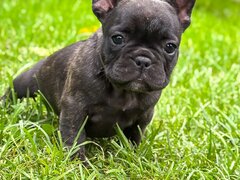 Bulldog Francez Brindle