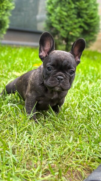 Bulldog Francez Brindle