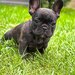 Bulldog Francez Brindle