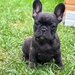 Bulldog Francez Brindle