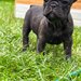 Bulldog Francez Brindle